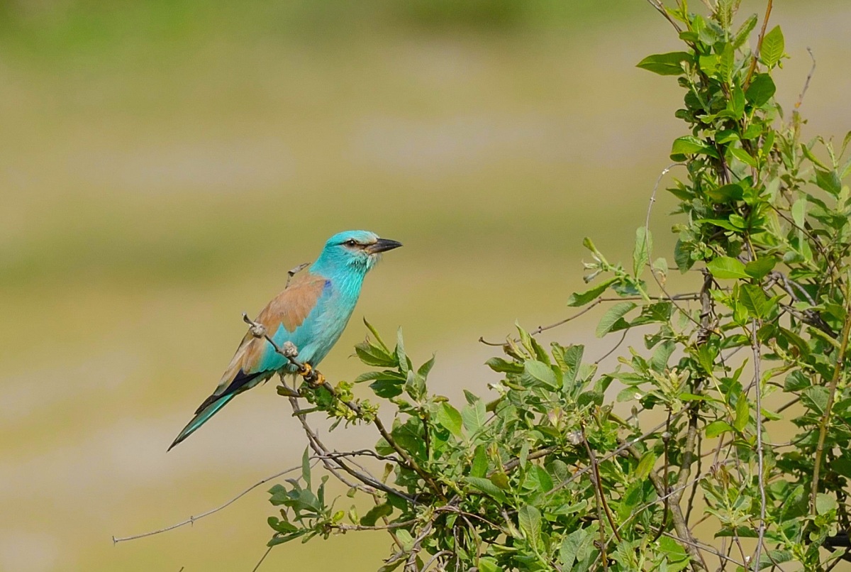 European Roller