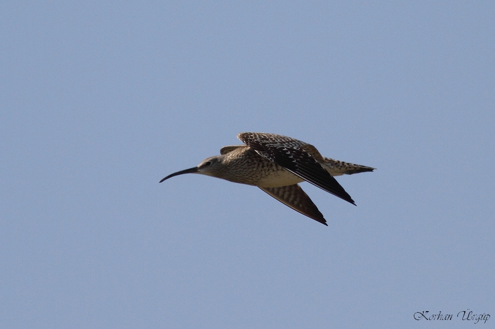 Eurasian Whimbrel