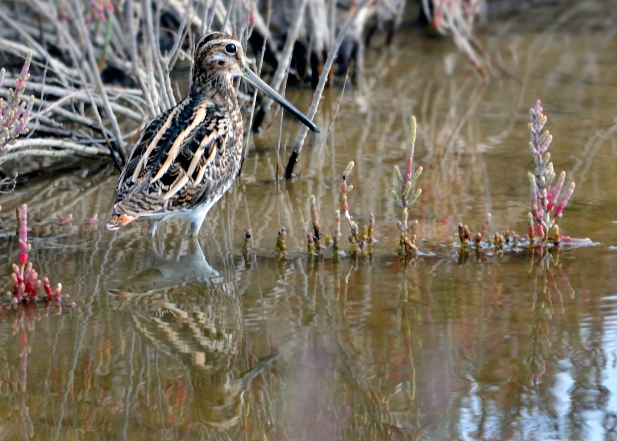 Common Snipe