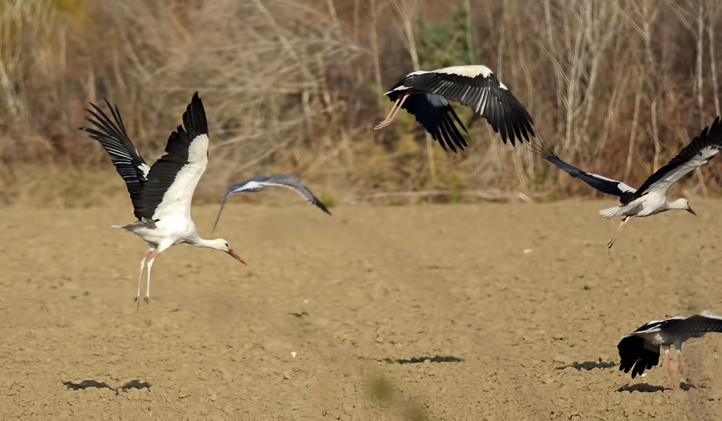 White Stork