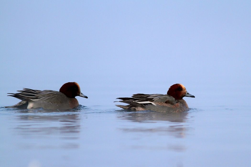 Eurasian Wigeon