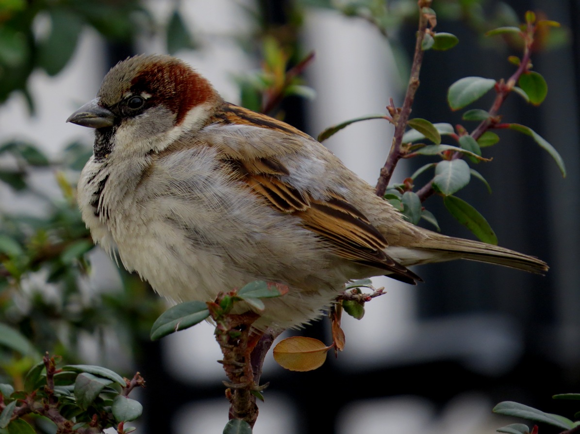 House Sparrow
