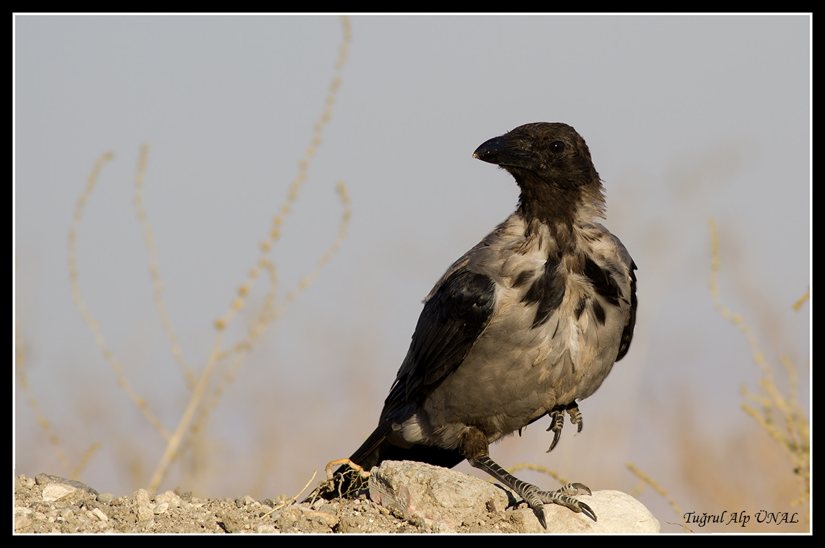 Hooded Crow