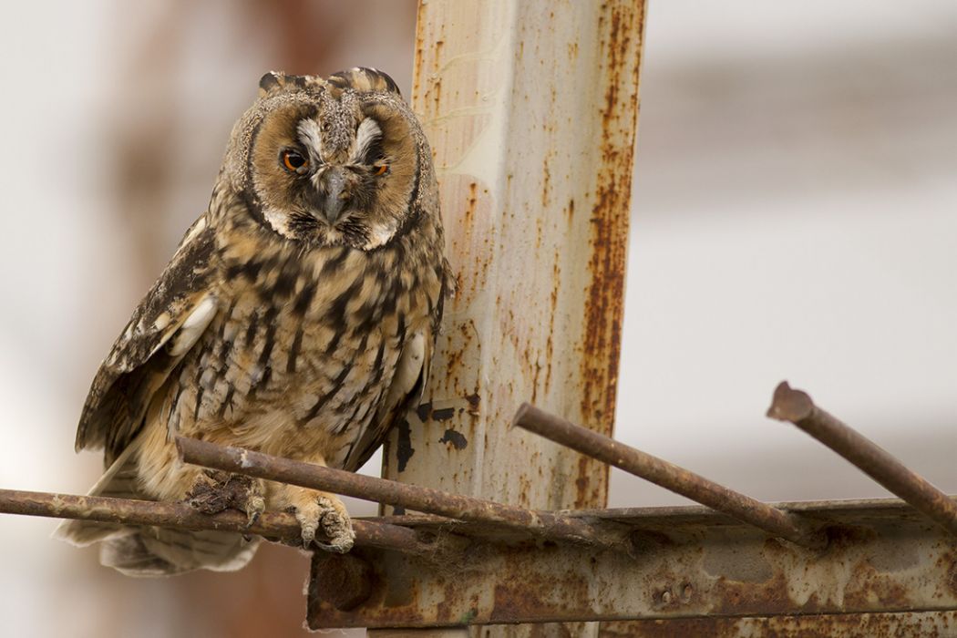 Long-eared Owl