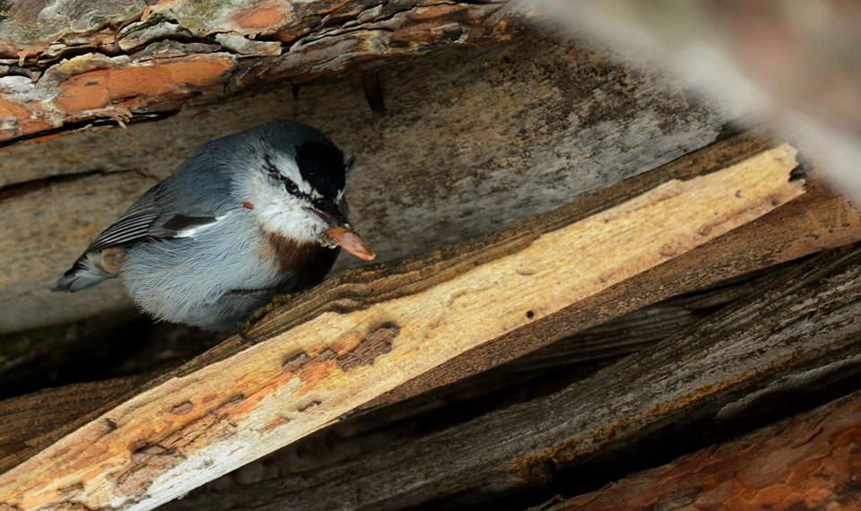 Krüper`s Nuthatch