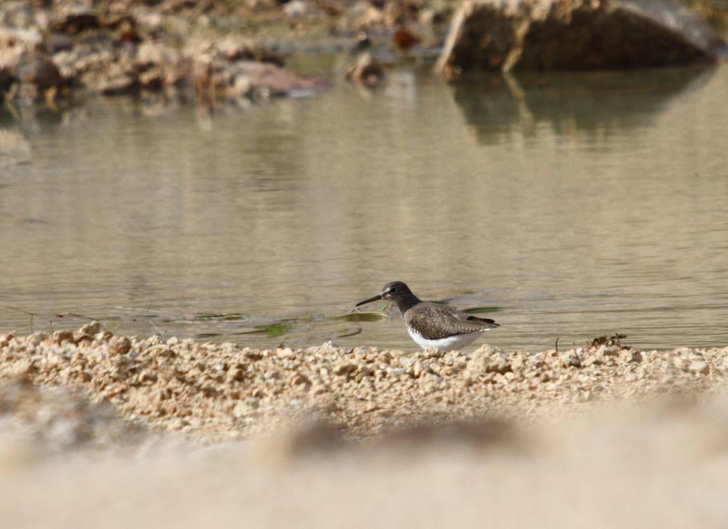 Green Sandpiper