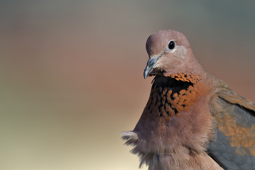 Laughing Dove