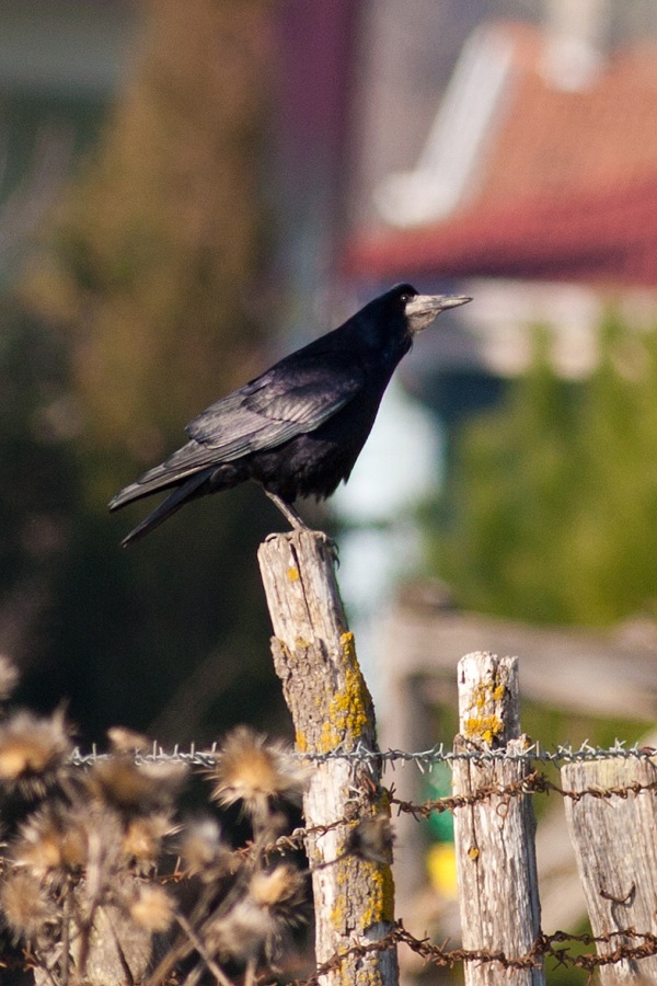Rook