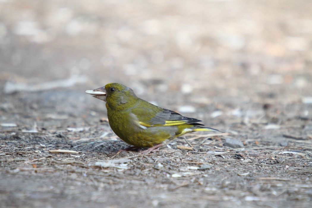 European Greenfinch