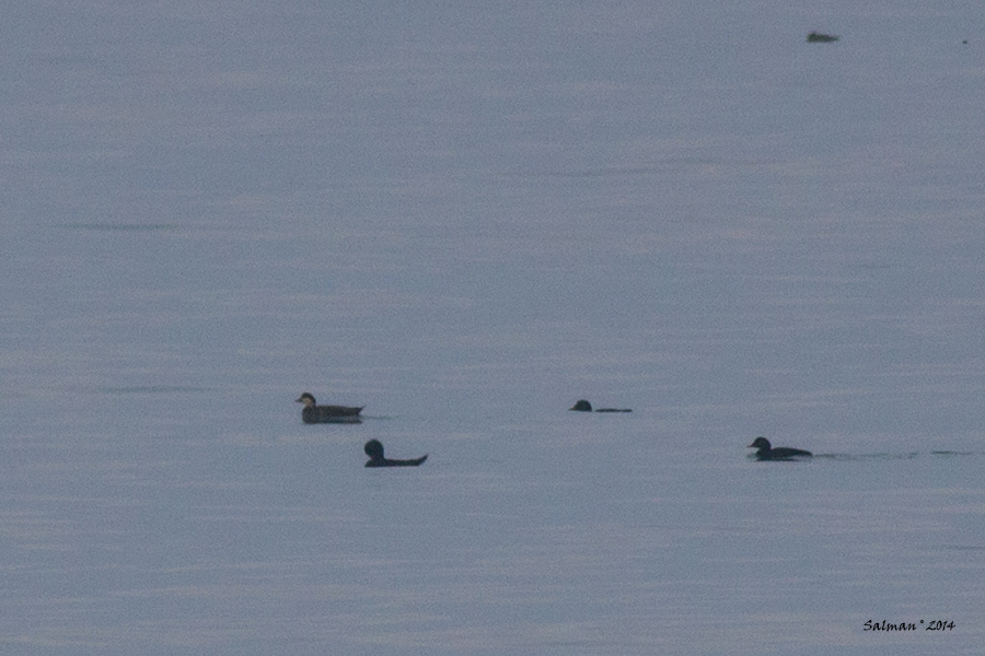 Common Scoter