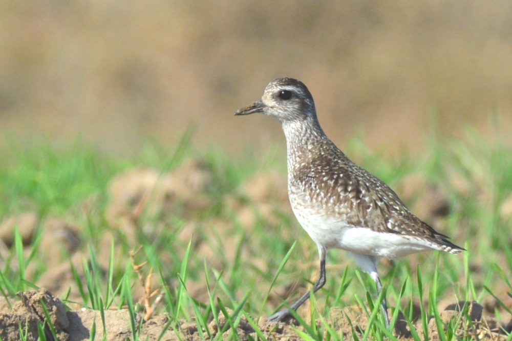 Grey Plover