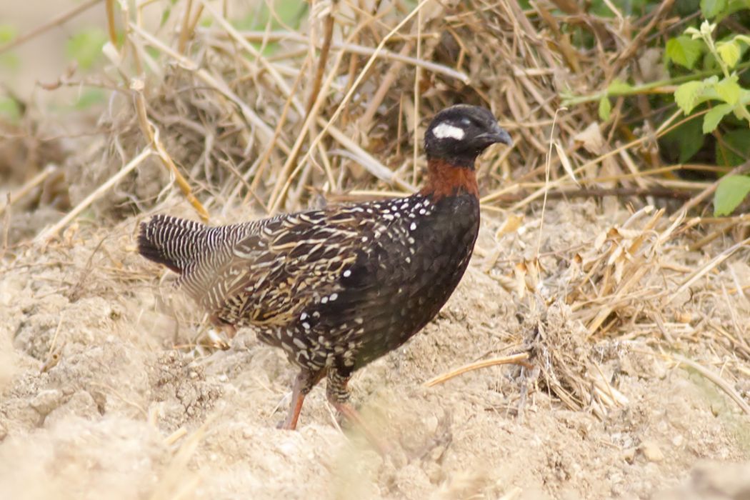 Black Francolin