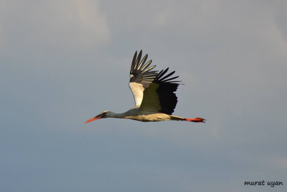 White Stork