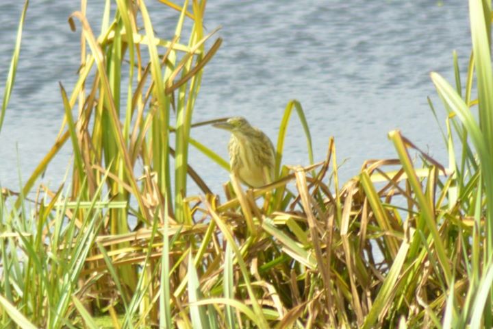 Squacco Heron