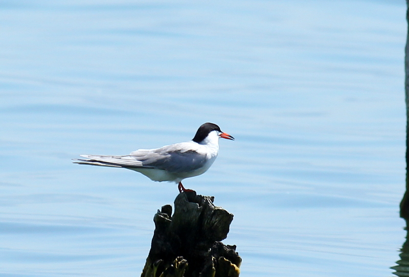 Common Tern