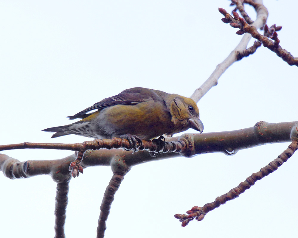 Red Crossbill