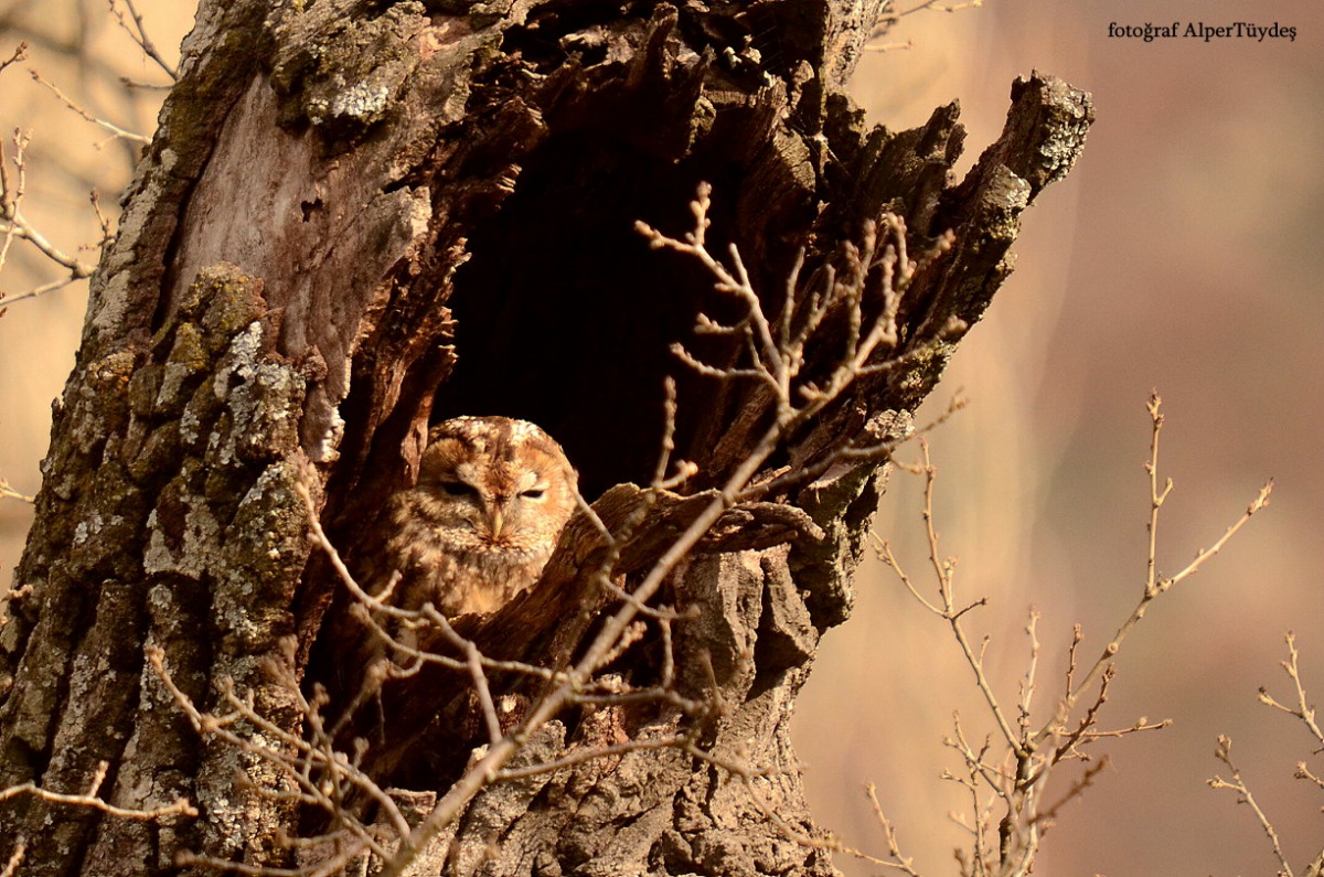 Tawny Owl