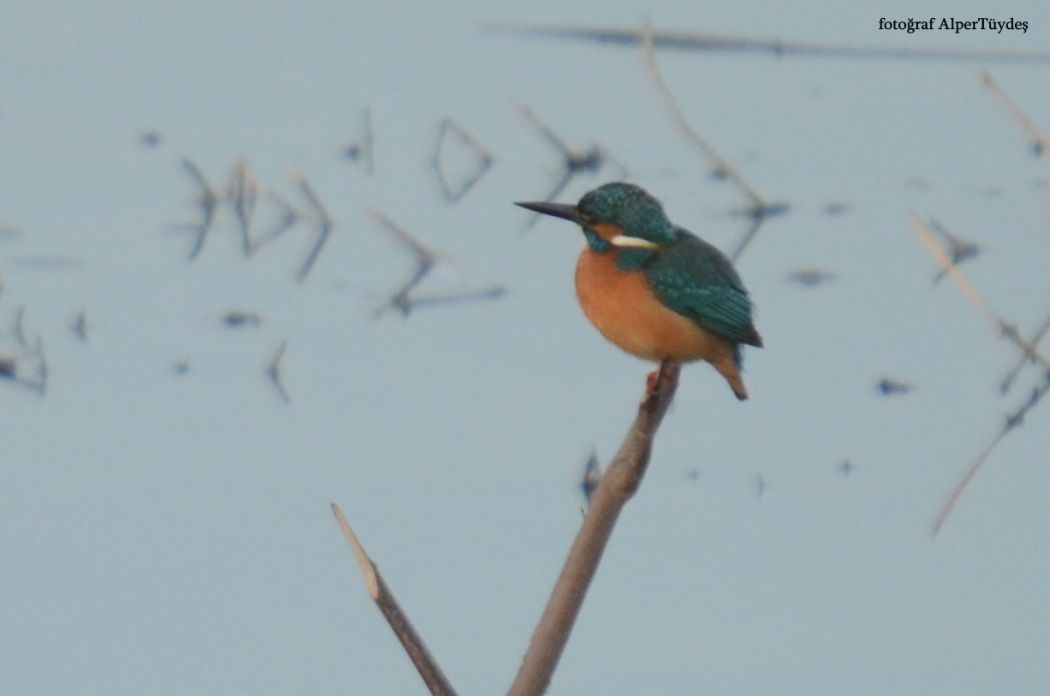 Common Kingfisher