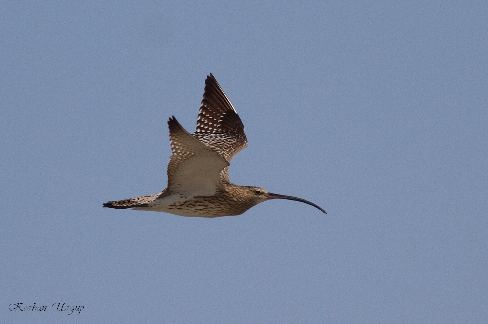 Eurasian Curlew