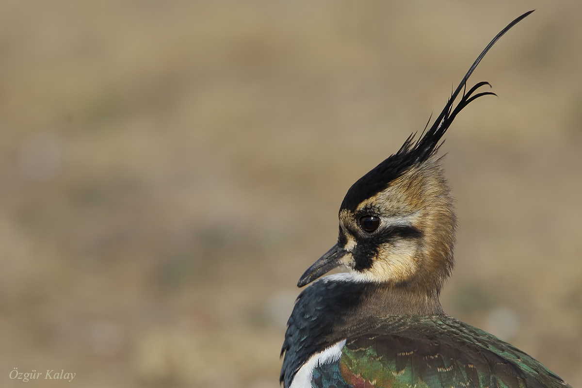 Northern Lapwing