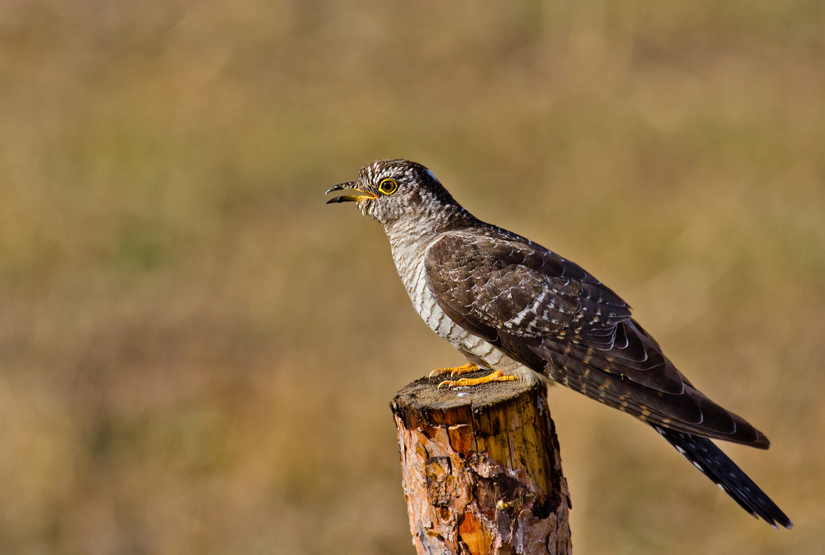 Common Cuckoo