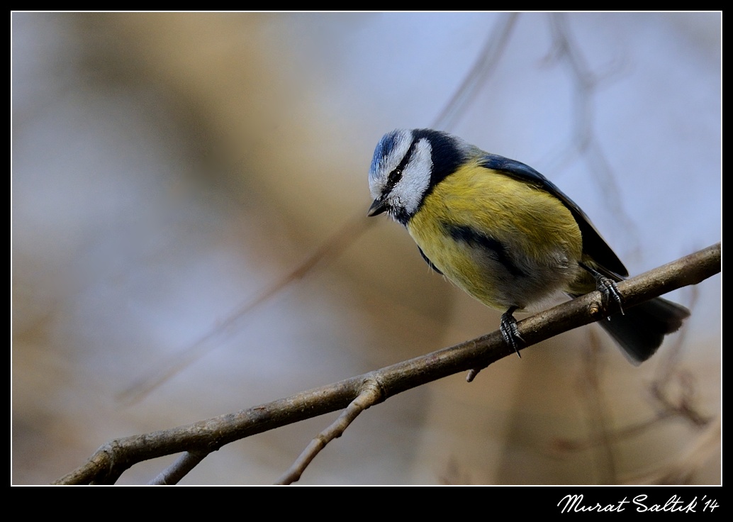 Eurasian Blue Tit