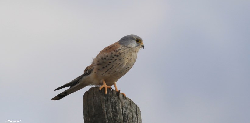 Common Kestrel