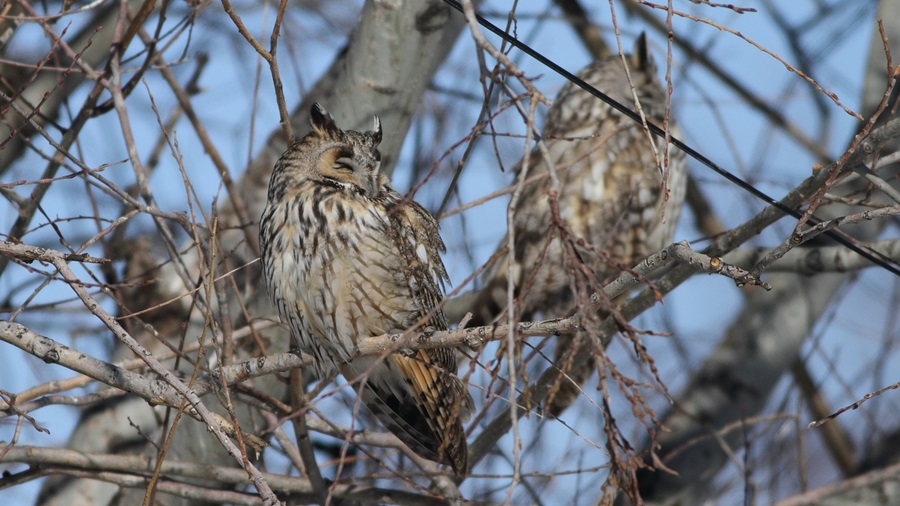 Long-eared Owl