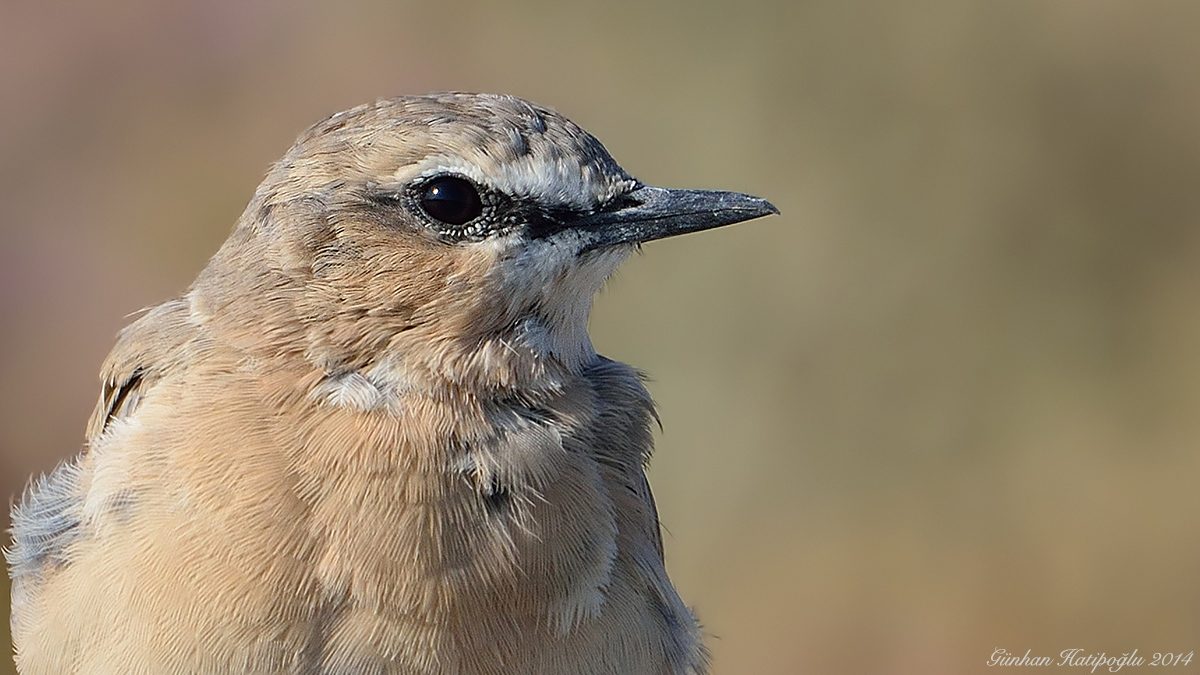 Isabelline Wheatear