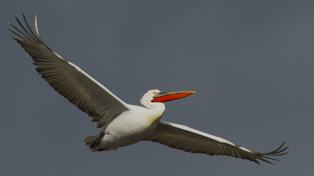 Dalmatian Pelican