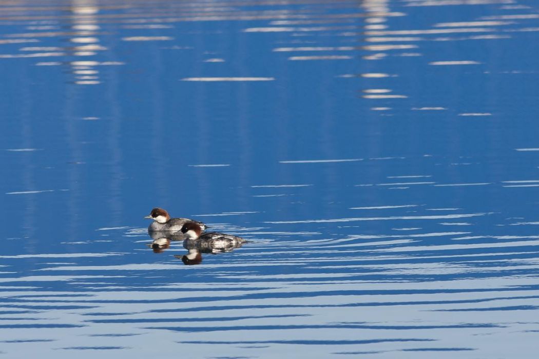 Smew