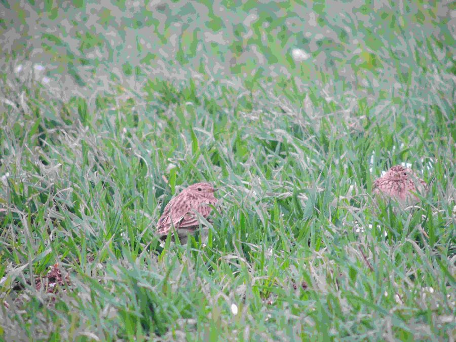 Eurasian Skylark