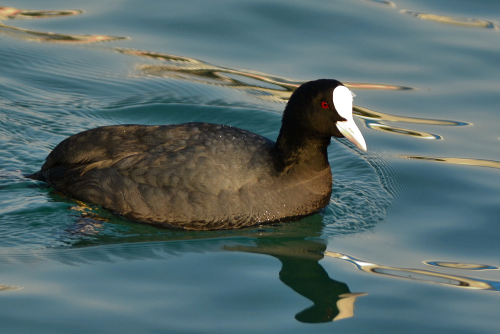 Eurasian Coot