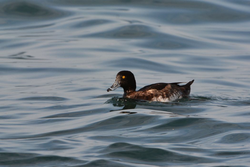 Tufted Duck