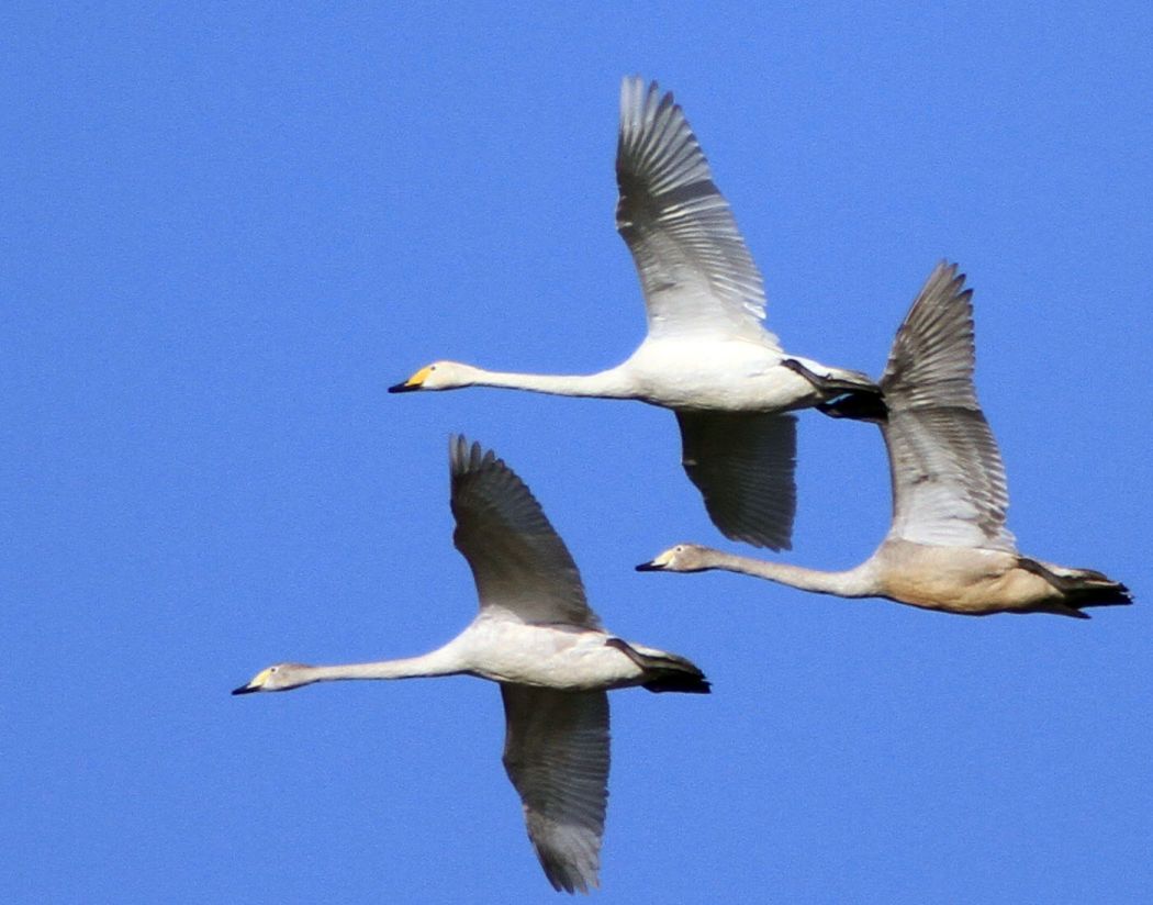 Ötücü Kuğu