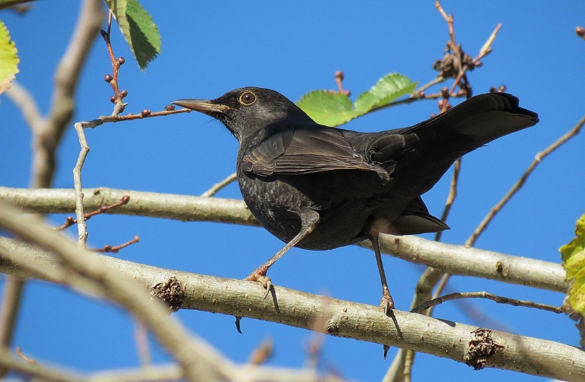 Common Blackbird