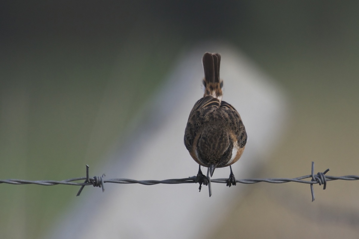 European Stonechat