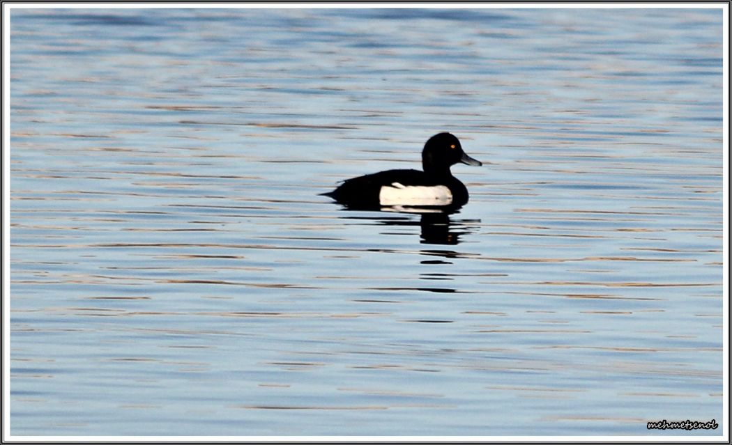 Tufted Duck