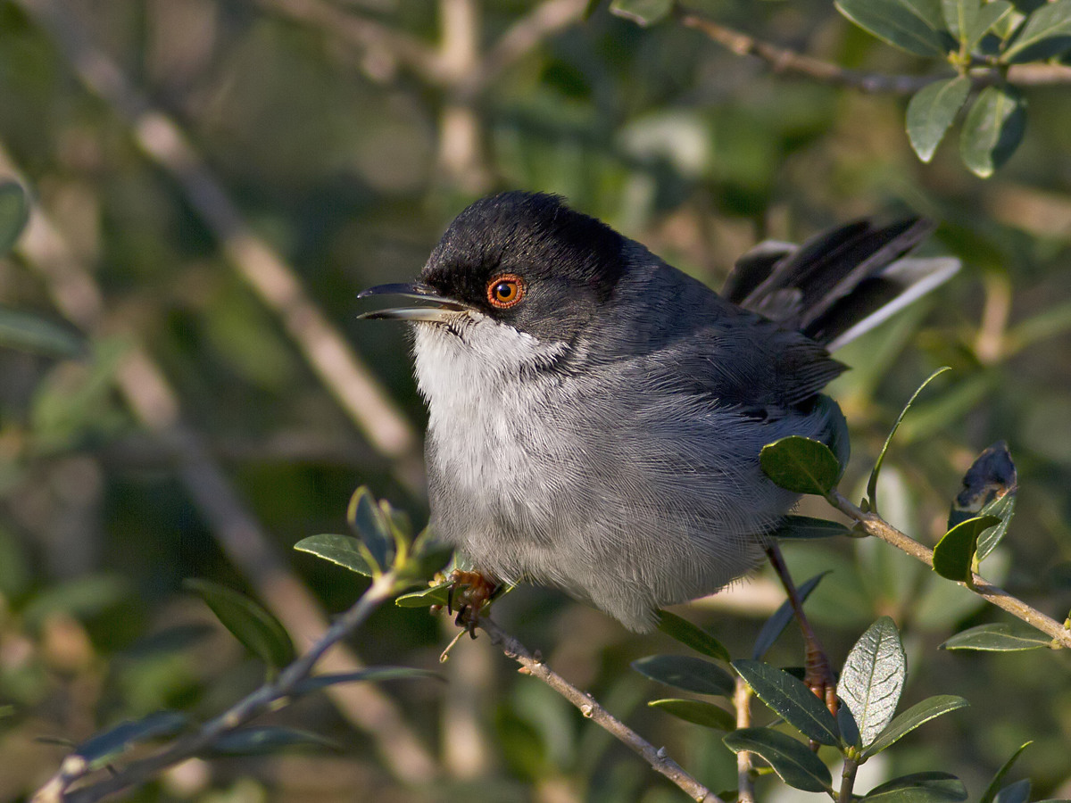 Sardinian Warbler