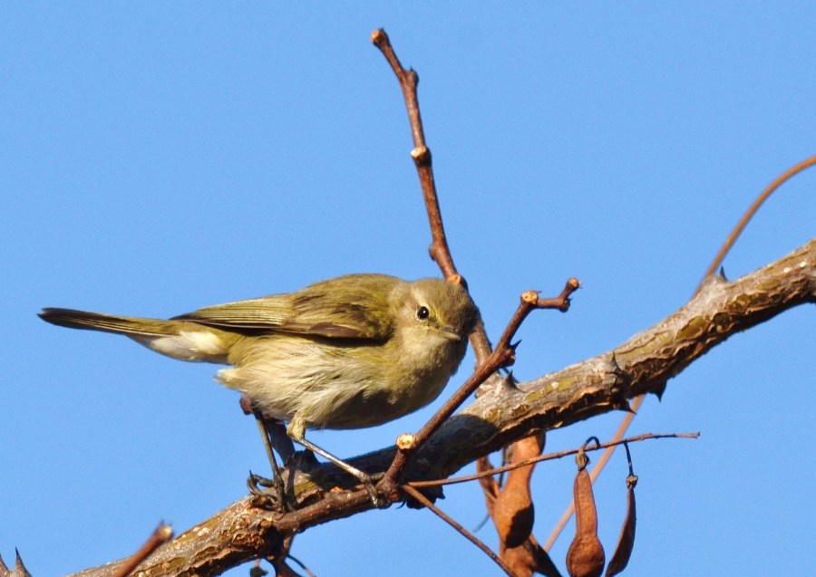 Common Chiffchaff