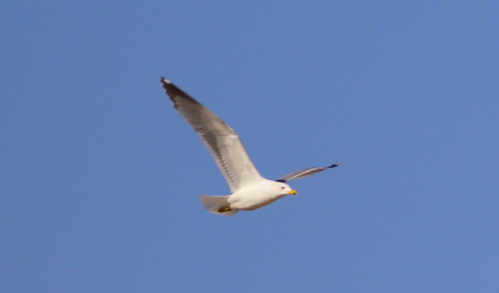 Armenian Gull