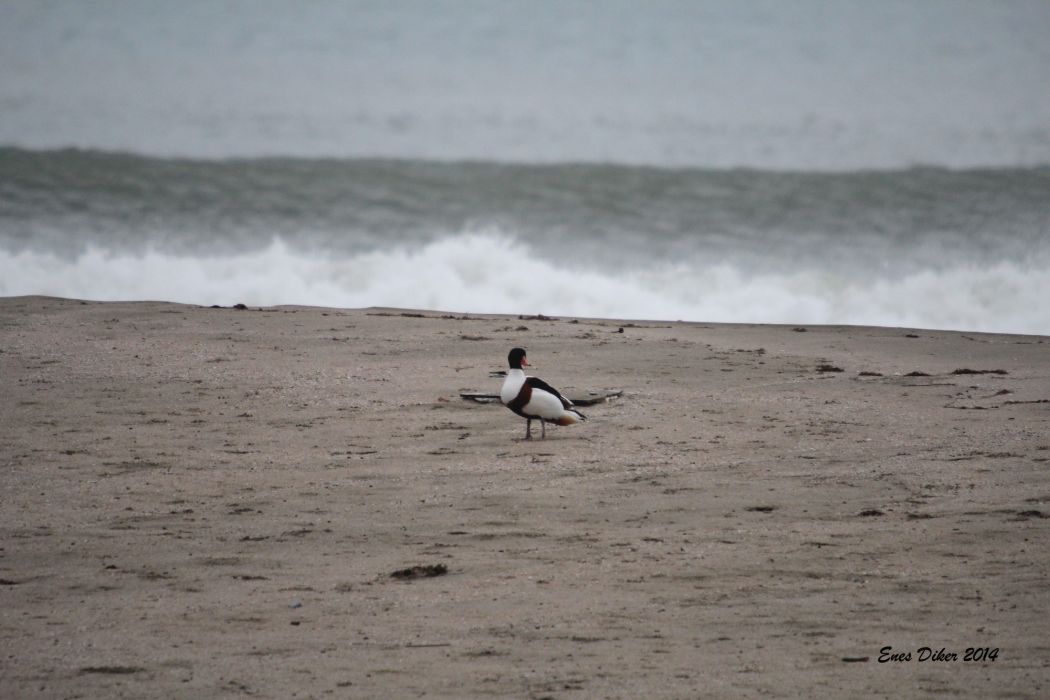 Common Shelduck