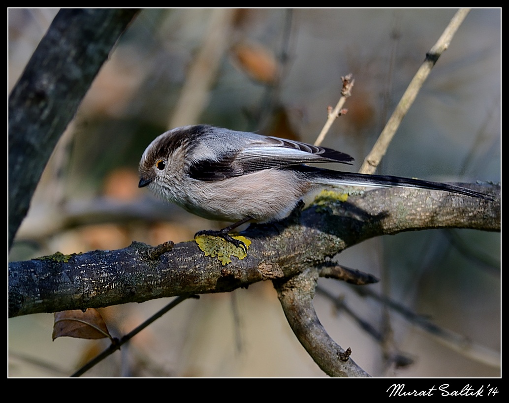 Long-tailed Tit