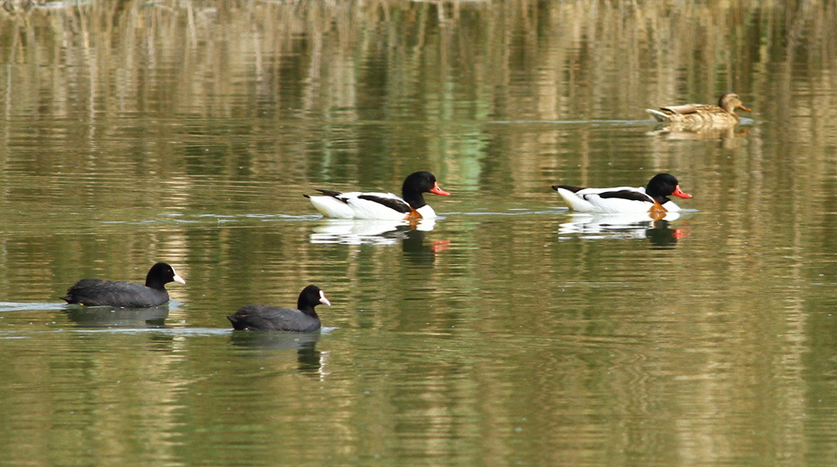 Common Shelduck