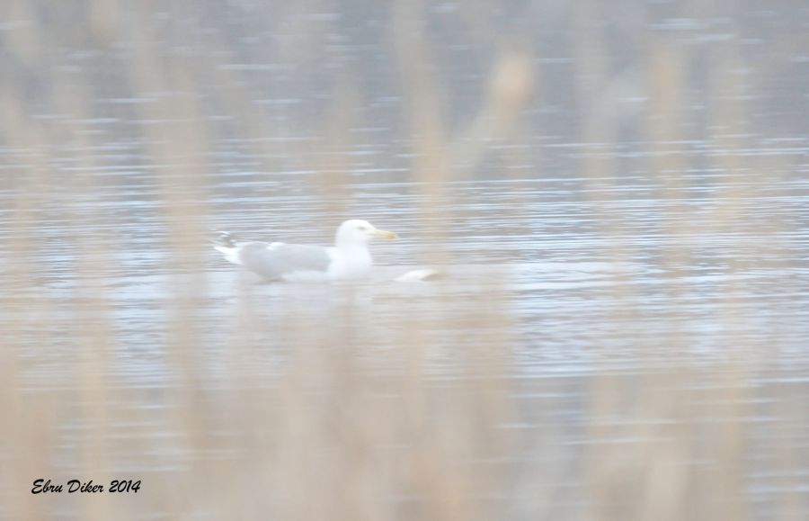 Caspian Gull