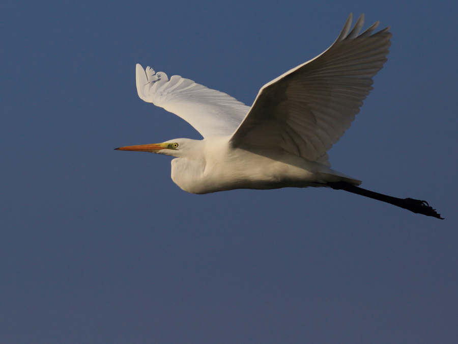 Great Egret