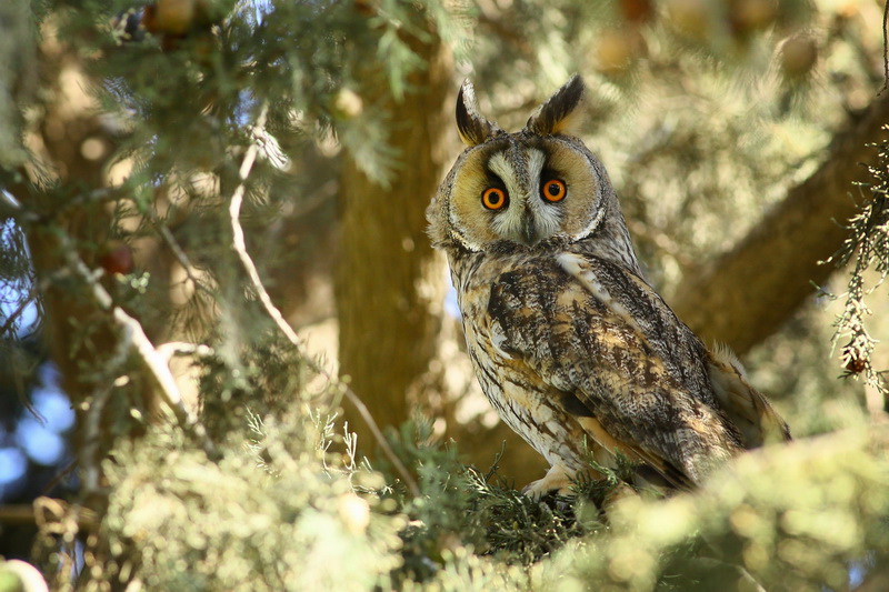 Long-eared Owl