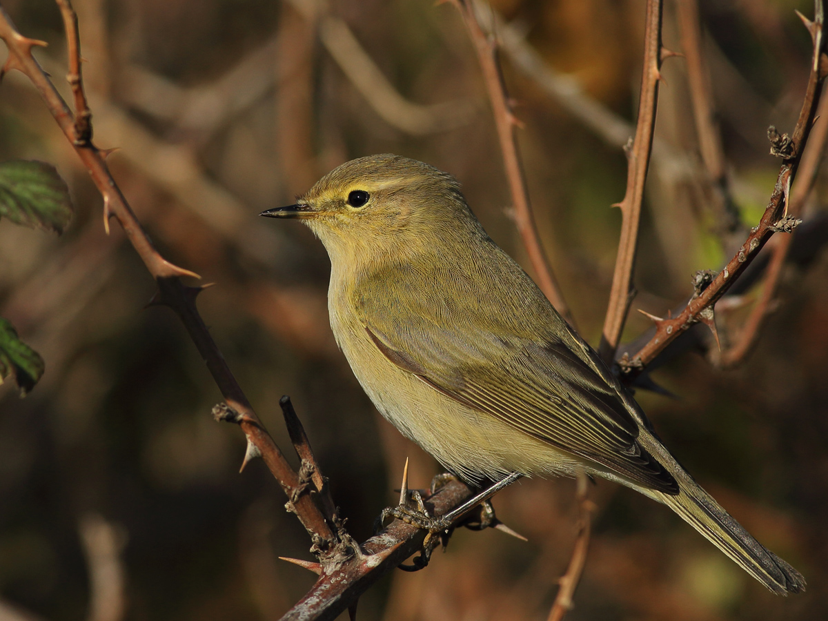 Common Chiffchaff