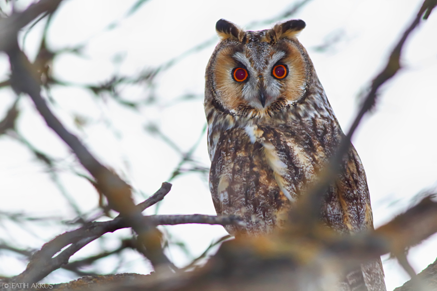 Long-eared Owl