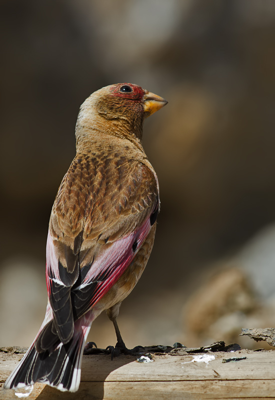 Crimson-winged Finch